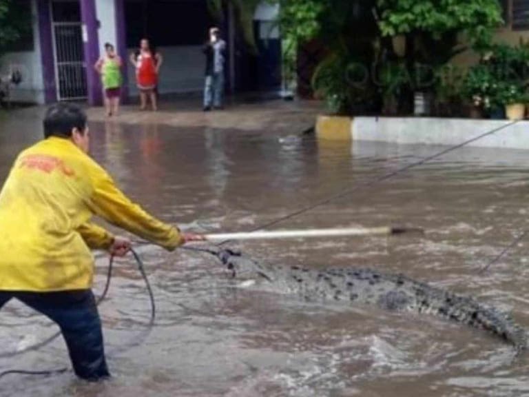Cocodrilos aparecen en las calles inundadas de Michoacán