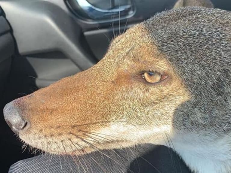Pensó que había rescatado a un perrito, pero en realidad era un coyote