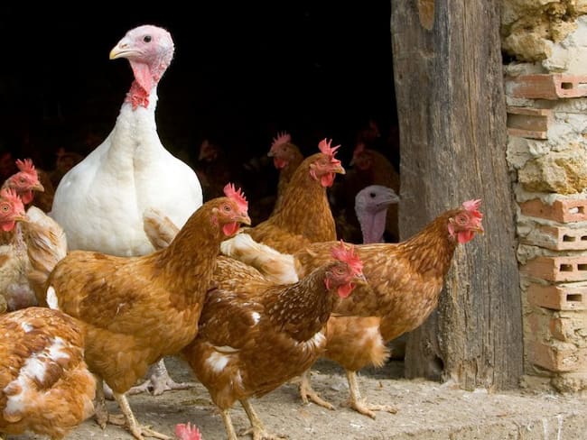 Hay que mantener la calma ante gripe aviar H5N1: Rafael Ojeda