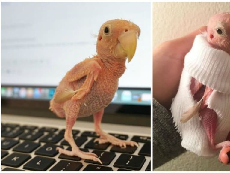 Ella es Rhea, el ave sin plumas que todos aman en Instagram