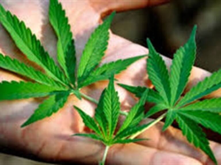 Y tú ¿la legalizarías o no?