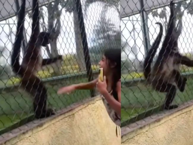 Mono araña le jala el cabello a niña que lo estaba molestando | VIDEO