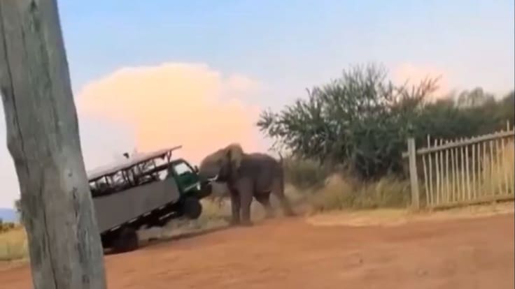 Elefante levanta con su trompa un camión de turistas que estaban de safari | VIDEO