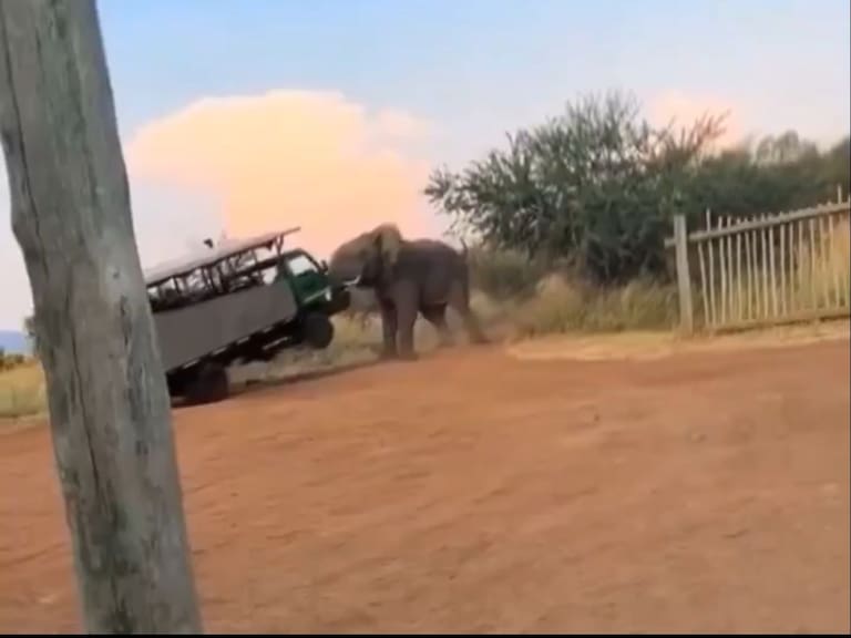 Elefante levanta con su trompa un camión de turistas que estaban de safari | VIDEO