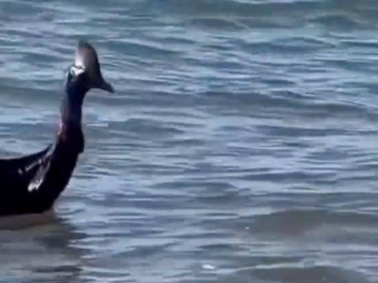 Captan al ave más peligrosa del mundo nadando en playa de Australia |VIDEO