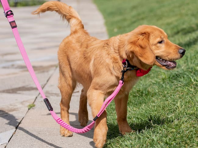Multa por pasear perro sin correa: CDMX aclara cuánto aumentó esta infracción en 2026