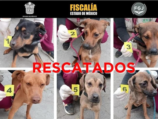 Rescatan a seis perros víctimas de maltrato animal en el Estado de México