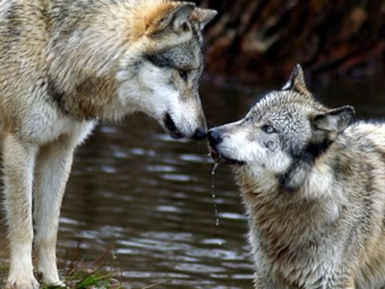 México y Estados Unidos buscan salvar permanencia del lobo mexicano