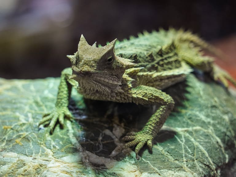 Mx - Lagarto. (Photo by Anusak Laowilas/NurPhoto via Getty Images)