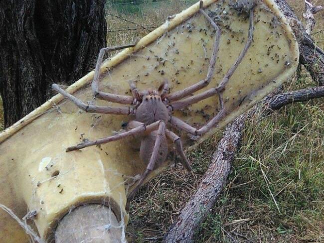 Esta araña te causará pesadillas