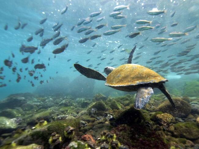 De mi bucket-list: 10 razones para ir a Islas Galápagos