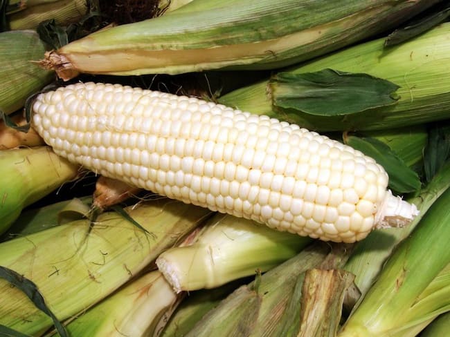 Presume AMLO autosuficiencia en producción de maíz blanco