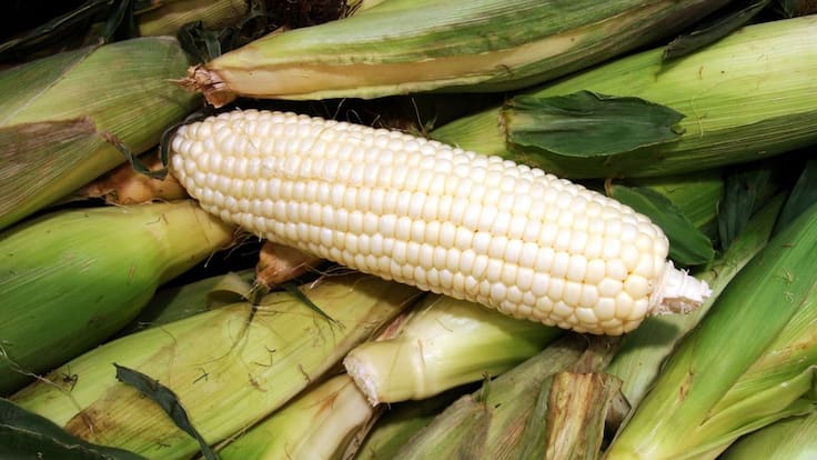 Presume AMLO autosuficiencia en producción de maíz blanco
