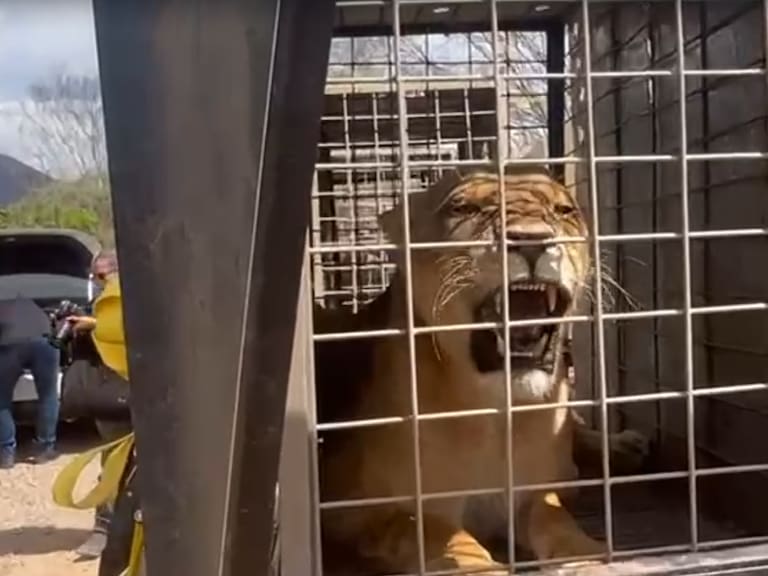 Grandes felinos y otras especies se ven obligados a abandonar el Santuario OSTOK: