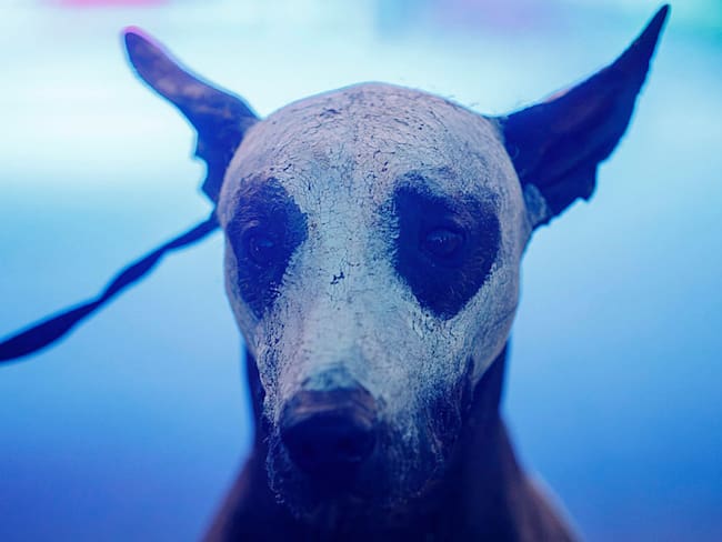 Xoloitzcuintle, Patrimonio Cultural Inmaterial de CDMX: ¿Por qué lo llamaron así y qué significa este nombramiento?