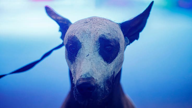 Xoloitzcuintle, Patrimonio Cultural Inmaterial de CDMX: ¿Por qué lo llamaron así y qué significa este nombramiento?