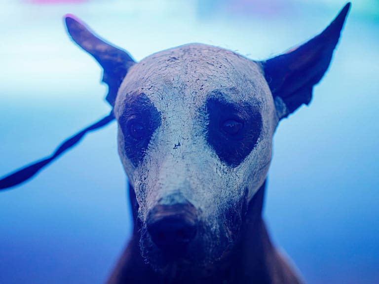 Mx - Xoloitzcuintle Patrimonio Cultural Inmaterial de CDMX