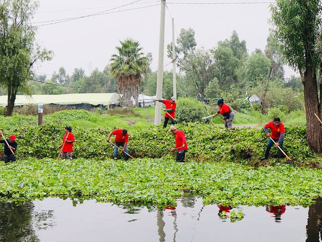 Con hechos, la Alcaldía Xochimilco recupera sus canales y genera empleos temporales para la comunidad