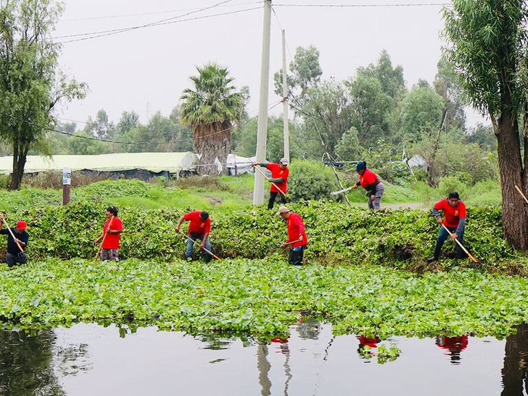 Con hechos, la Alcaldía Xochimilco recupera sus canales y genera empleos temporales para la comunidad
