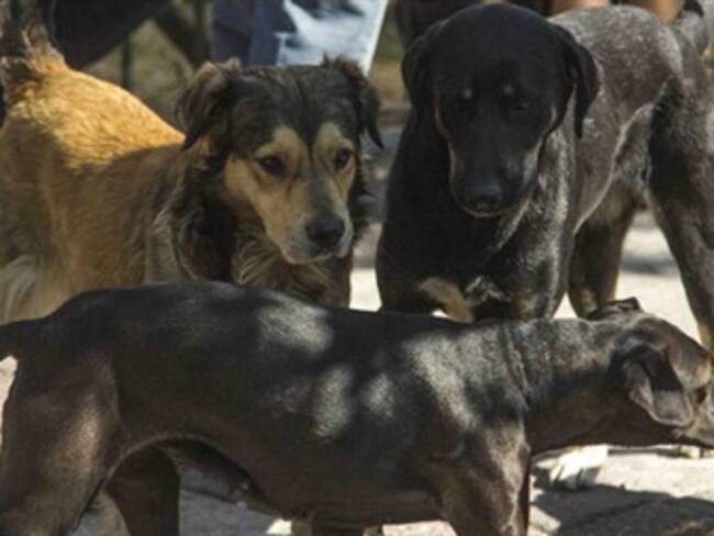 Caso perros del Cerro de la Estrella. Vianey Esquinca, colaboradora. 13/01/13