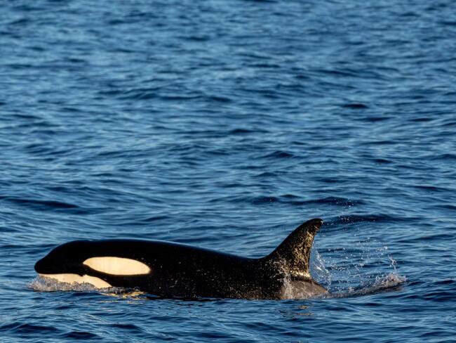 Gladis, la famosa orca que ataca barcos pesqueros