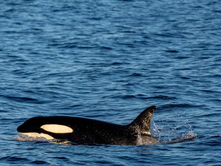 Gladis, orca famosa por destruir barcos 