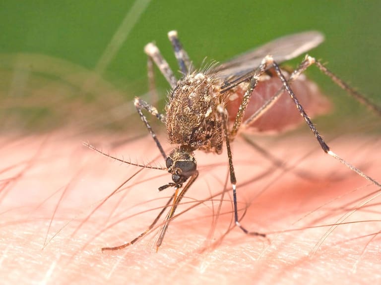 Descartan “alerta epidemiológica”, pese al incremento de casos de Dengue
