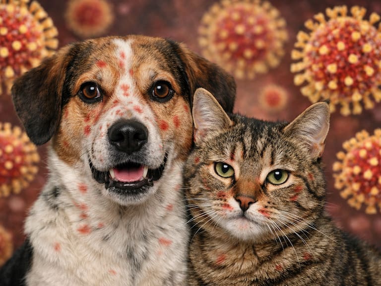 Con los brotes de sarampión,