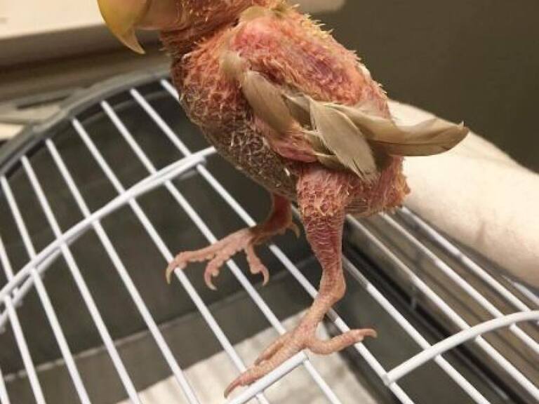 Rhea es un pequeño pájaro que ha nacido con una extraña enfermedad.