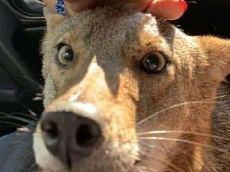 Que triste; Pancho, el coyote rescatado, perdió la vida