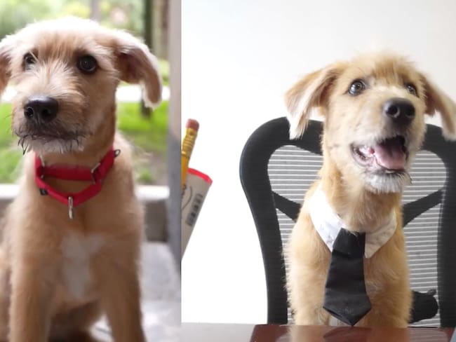 ‘Rollo’, presentan al perrito de Palacio Nacional que ha sido viral en recientes semanas