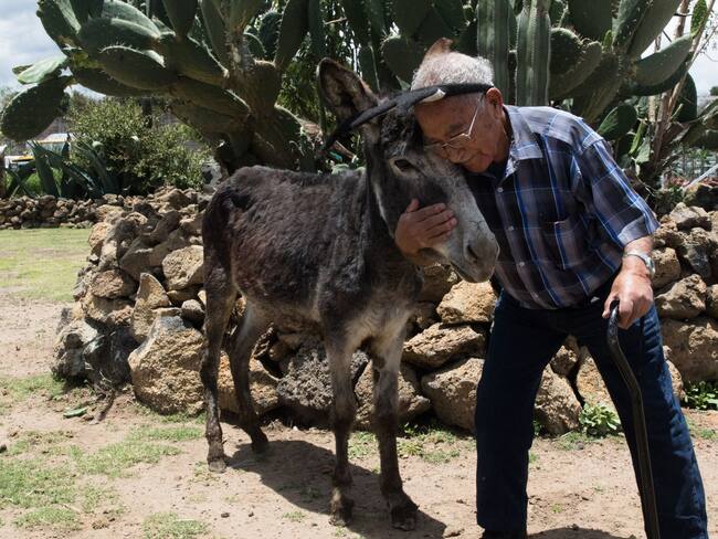 Burrolandia logra recuperar a un caballo y una yegua que fueron sustraídos, siguen buscando a dos burros más