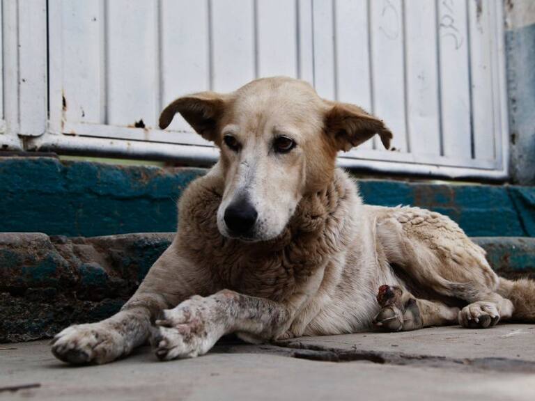Gobierno tapatío descarta sacrificio para control de perros callejeros