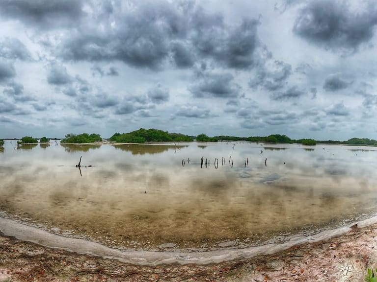 Arrasan con más de 2 mil metros de manglares en reserva ecológica