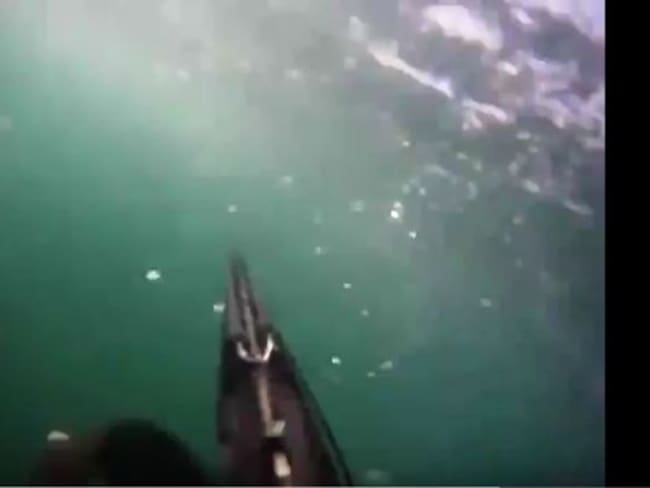 Un buzo graba con su GoPro el ataque de un tiburón blanco