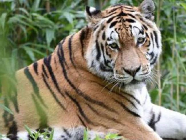 Ni una raya menos: Tigre de bengala en peligro de extinción