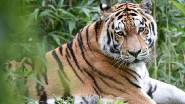 Ni una raya menos: Tigre de bengala en peligro de extinción