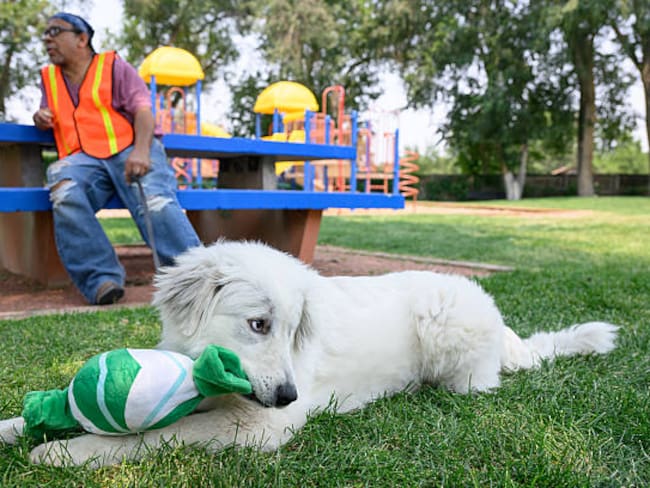 ¡Golazo al corazón! Adopta un perrito o gatito en la Cancha Mundialista de la Glorieta de los Insurgentes