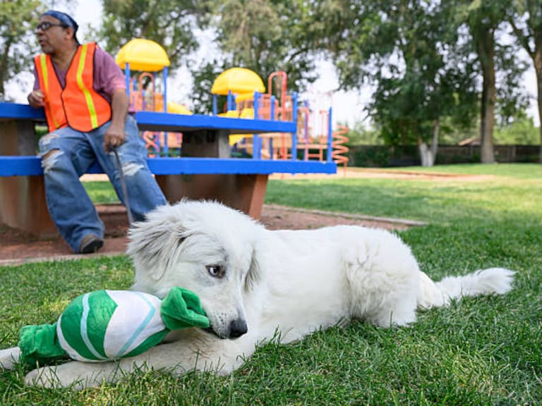 Adopta un perrito o gatito en la Cancha Mundialista de la Glorieta de los Insurgentes