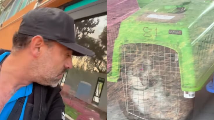 Arturo Islas denuncia en VIDEO que perros del Refugio Franciscano están “presos” en Kennels de la CDMX