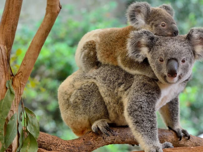Koalas &quot;funcionalmente&quot; extintos según la ONG: Australian Koala Foundation.