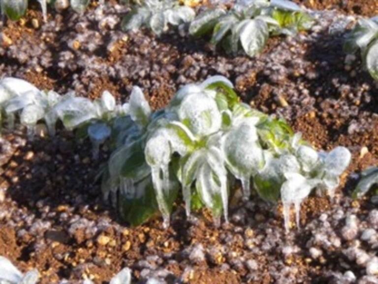 Temen pérdidas de cultivos por mil 200 mdd por heladas