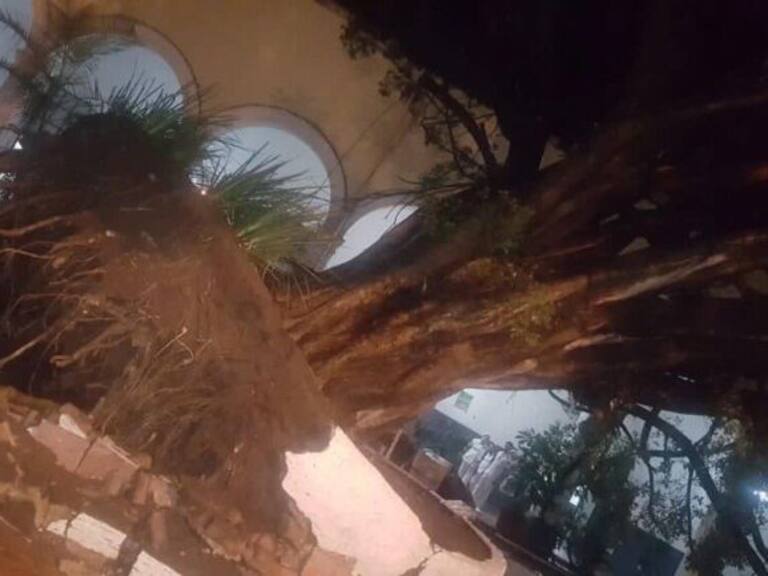 Cae emblemático árbol del Hospital Civil Viejo