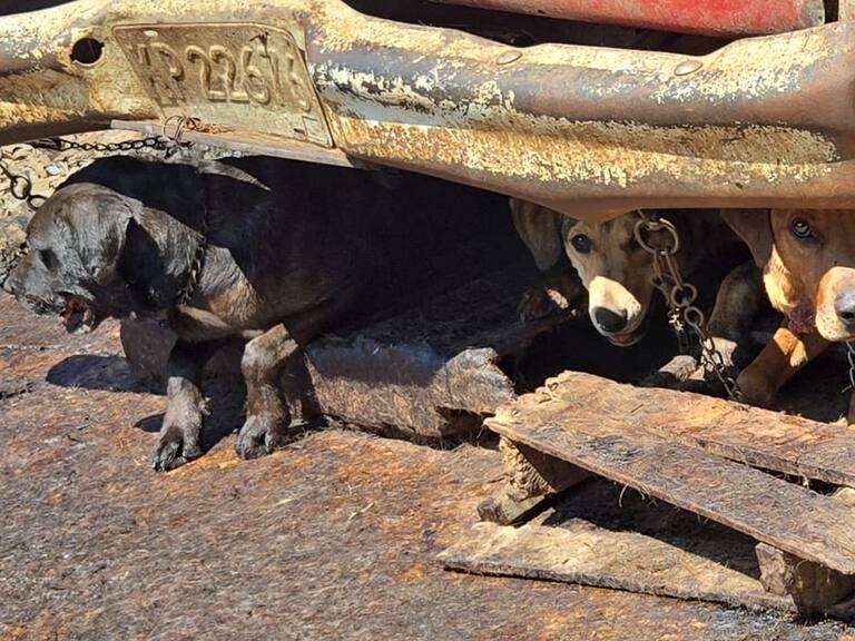 Los perros rescatados fueron trasladados ara otorgarles atención veterinaria y ponerlos en adopción.