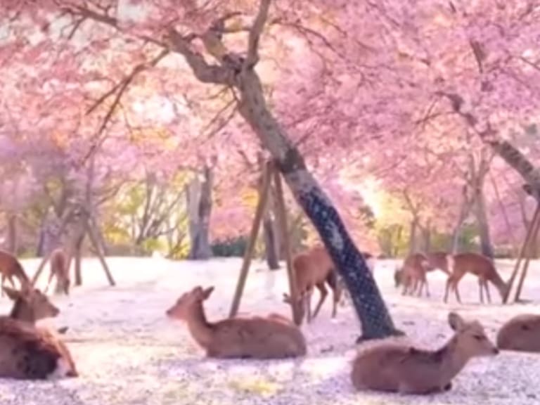 Ciervos descansan bajo cerezos ante la falta de turistas en Japón