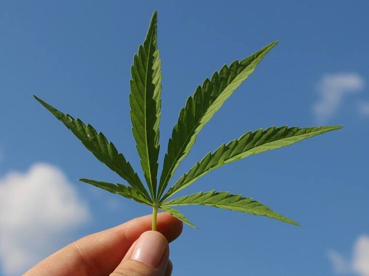 COFEPRIS Revoca Lineamientos De Productos De Cannabis