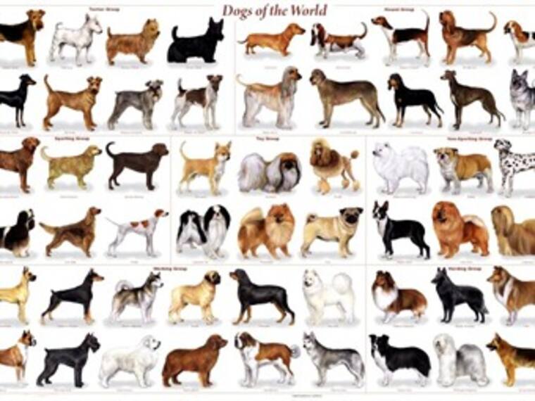 ¿Te imaginas cuántas razas de perros existen?