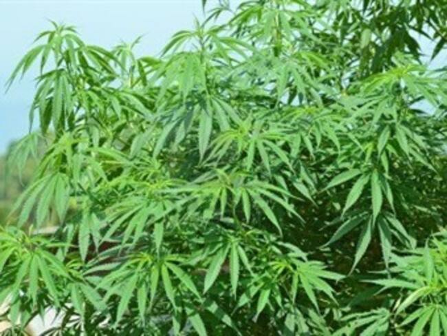 Legalización de la marihuana. John Lemon, corresponsal desde Washington. 06/02/13