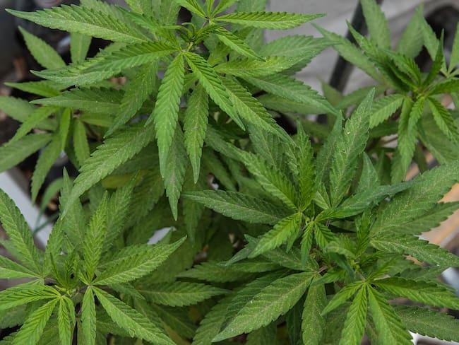 ENCODAT 2025 exhibe alza en consumo de drogas en adultos y uso de vapeadores en jóvenes en México