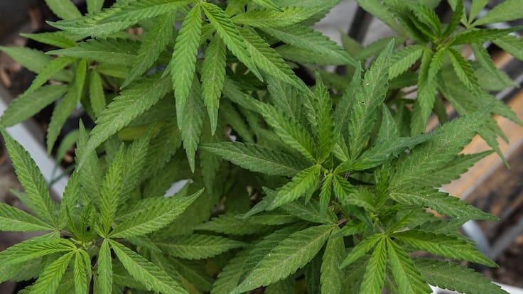 ENCODAT 2025: Alarma el aumento de adicciones en jóvenes y consumo de sustancias en México